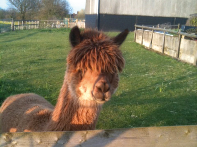 One of Kathy’s 11 alpacas