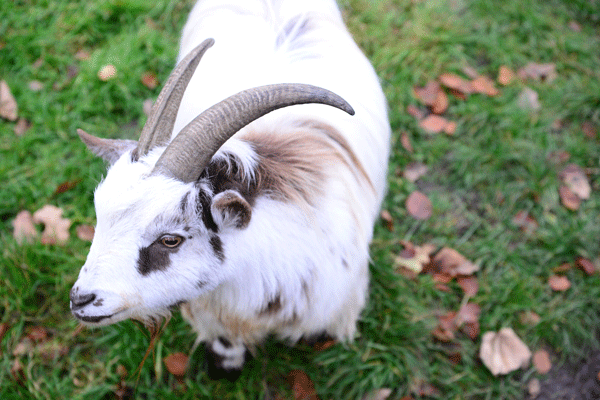 One of the school's goats