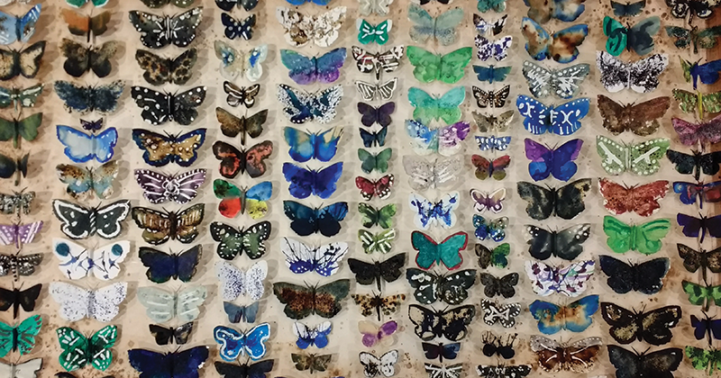 Butterflies | Schools Week