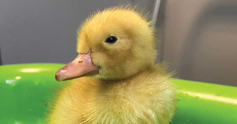 Ducks-feat | Schools Week