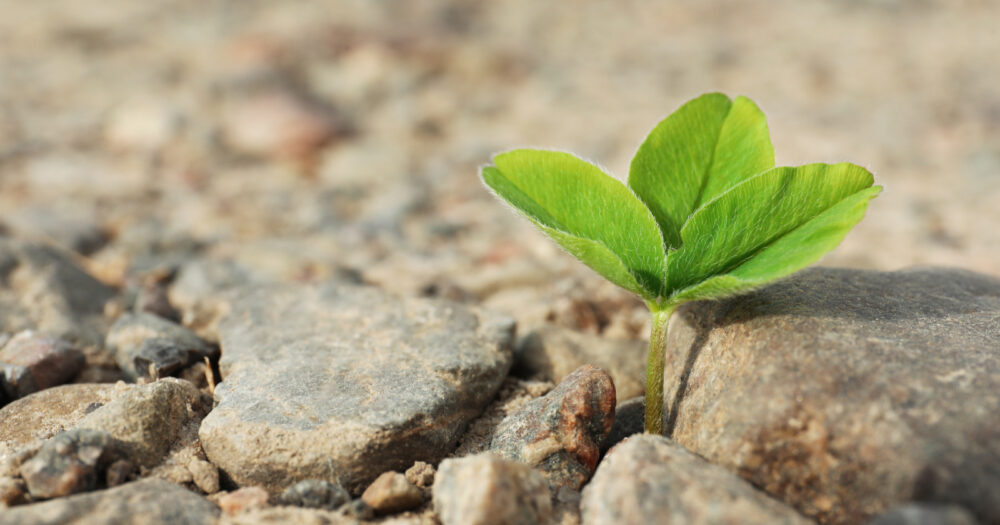 Green seedling growing in dry soil space for text Hope concept | Schools Week