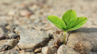 Green seedling growing in dry soil space for text Hope concept | Schools Week